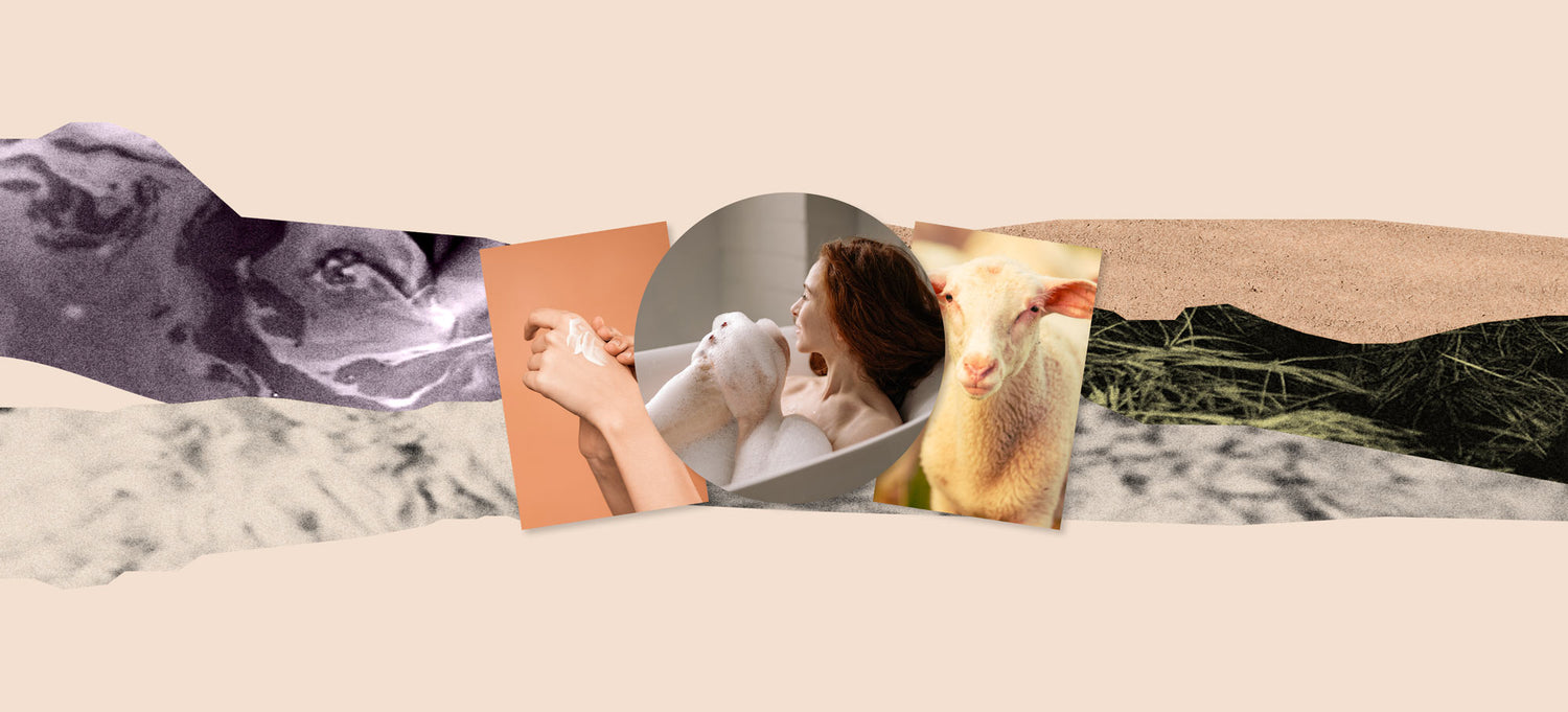 Bánór brand banner